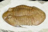 Asaphus Platyurus Trilobite - Russia #178191-5